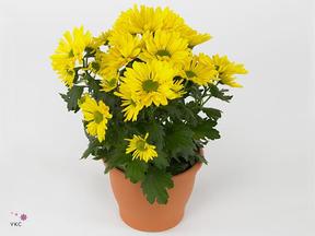 Chrysanthemum Breeze yellow