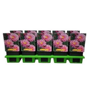 Cactus mix
