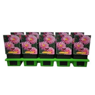 Cactus mix