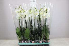 Phalaenopsis white 2tak
