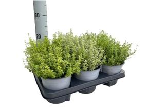 Thymus mix