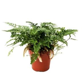 Epipremnum aureum