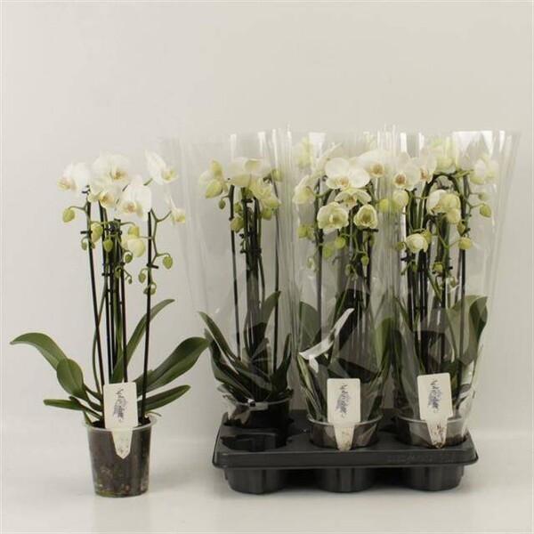 Phalaenopsis Cascade white 2tak