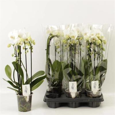 Phalaenopsis Cascade white 2tak