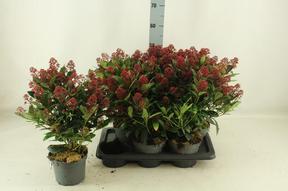 Skimmia jap. Rubella