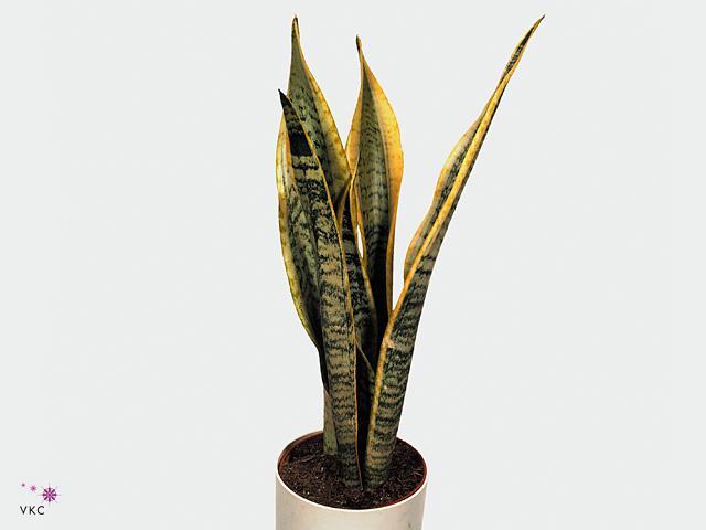 Sansevieria Laurentii