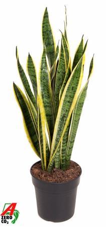 Sansevieria Laurentii