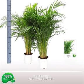 Chrysalidocarpus