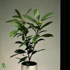 Ficus cyathistipula