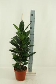 Ficus cyathistipula
