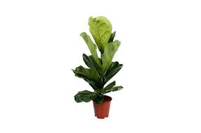 Ficus lyrata