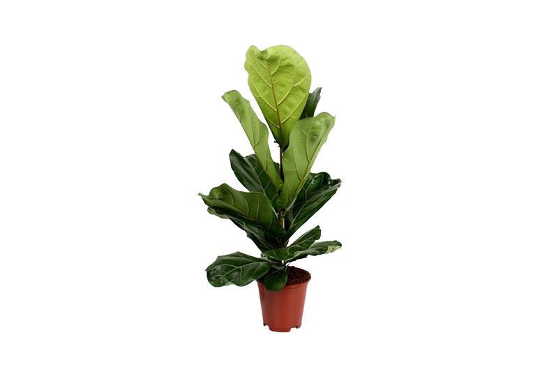 Ficus lyrata