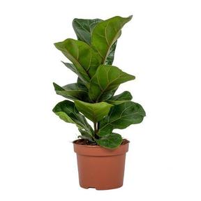 Ficus lyrata Bambino