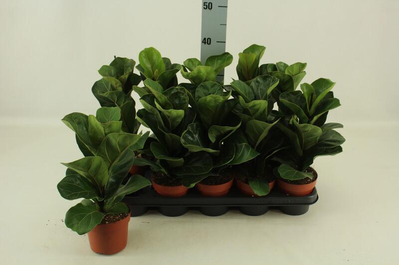 Ficus lyrata Bambino