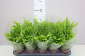Nephrolepis bostoniensis