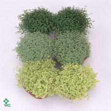 Soleirolia mix