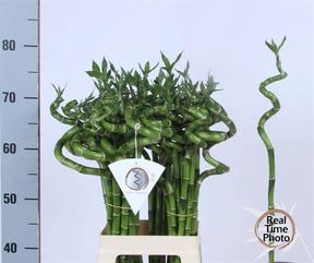 Zeleň - dracaena sanderiana lucky bamboo