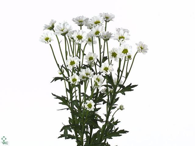 Chrys sa madiba lindy white