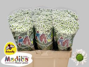 Chrys sa madiba lindy white
