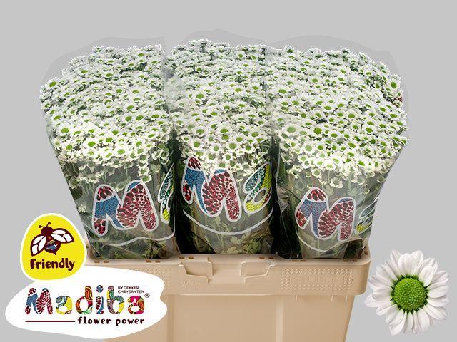 Chrys sa madiba lindy white