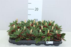 Peperomia Rosso
