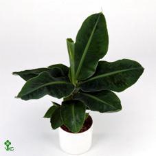 Musa Tropicana