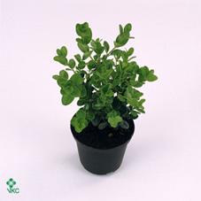 Buxus koule 30cm