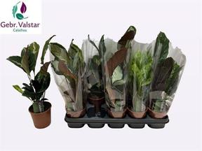 Calathea mix