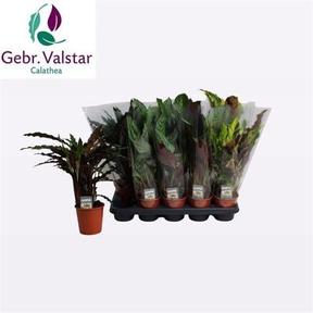 Calathea mix