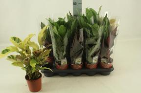 Calathea mix