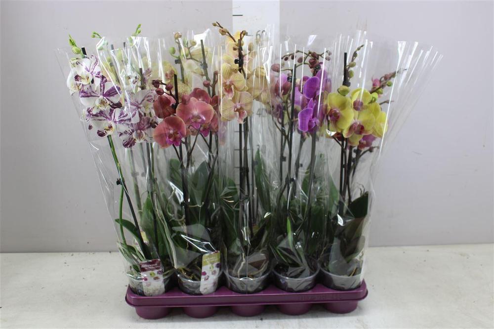 Phalaenopsis mix 2tak 18+