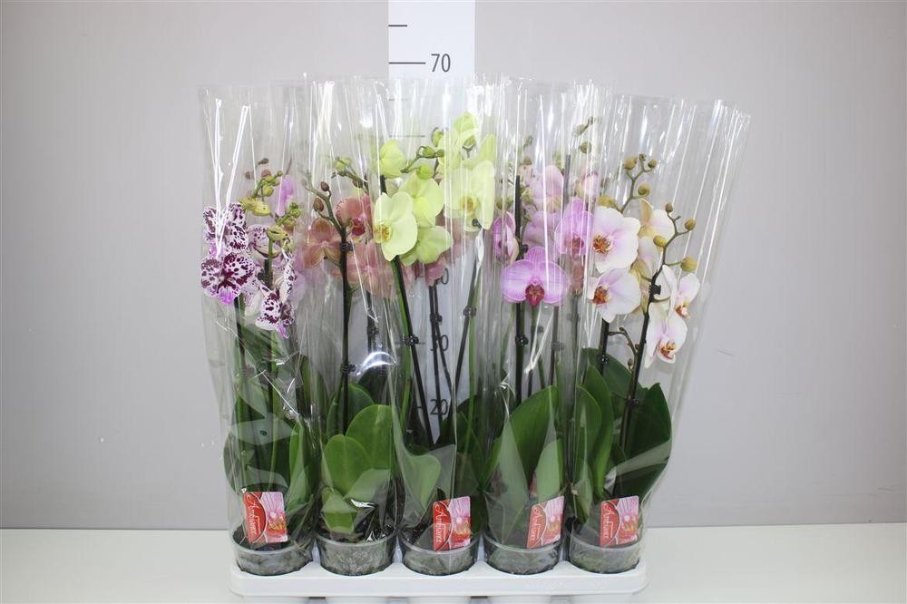 Phalaenopsis mix 2tak 18+