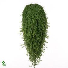 Pilea glaucophylla