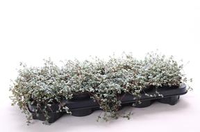 Pilea glaucophylla