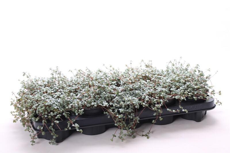 Pilea glaucophylla