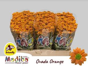 Chrys sa madiba ovada orange