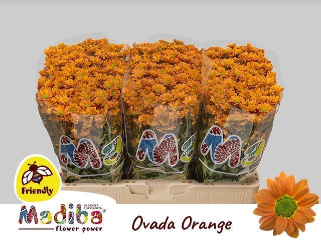 Chrys sa madiba ovada orange