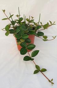 Peperomia angulata