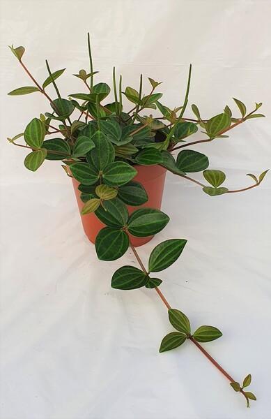 Peperomia angulata