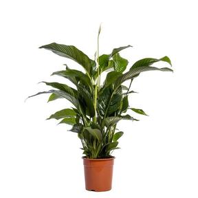 Spathiphyllum Sweet Lauretta 5+