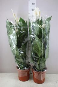 Spathiphyllum Sweet Lauretta 5+