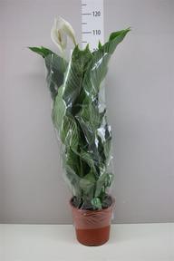 Spathiphyllum Sweet Lauretta 5+