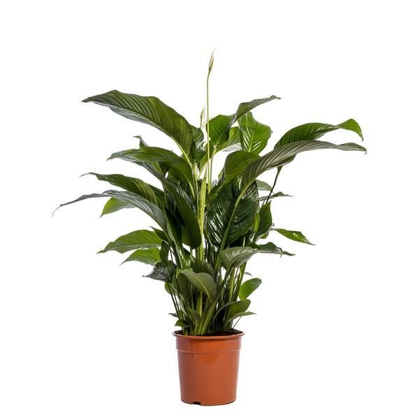 Spathiphyllum Sweet Lauretta 5+