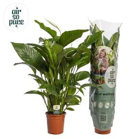 Spathiphyllum
