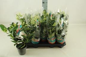 Stephanotis 4-6