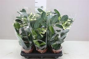 Stephanotis 4-6