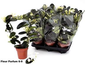 Stephanotis 4-6