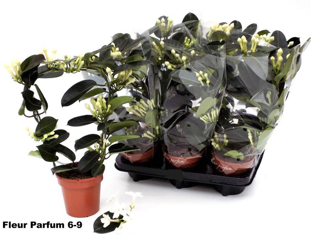 Stephanotis 4-6