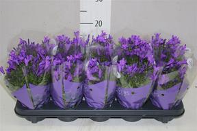 Campanula port. Get mee