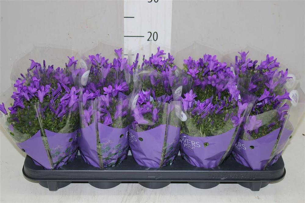 Campanula port. Get mee
